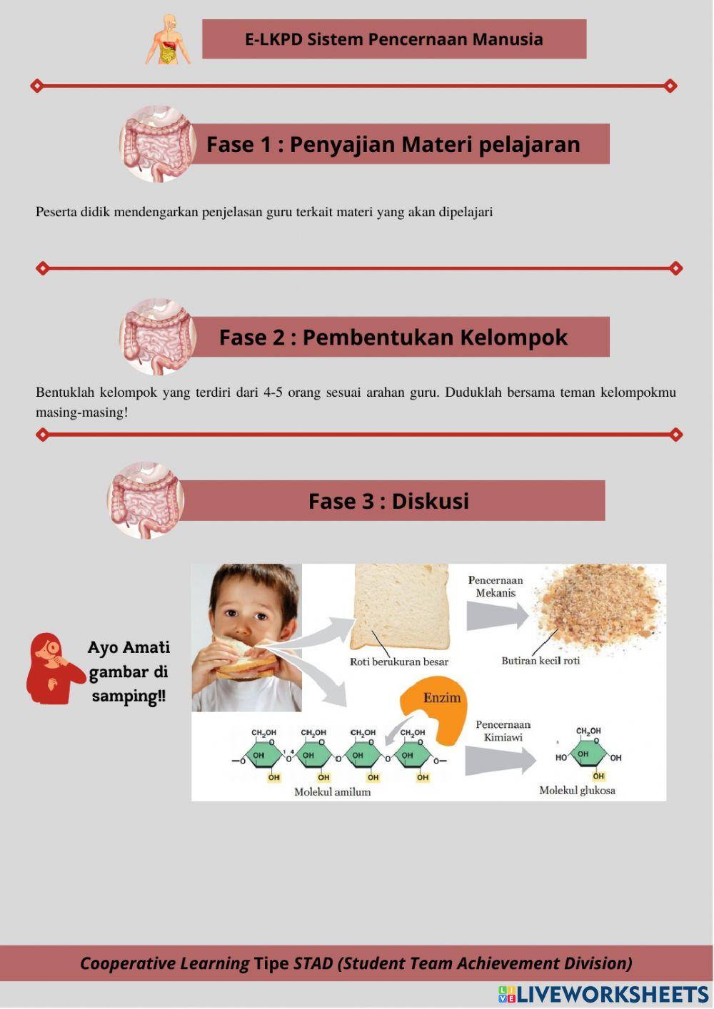 LKPD 3 Pencernaan Mekanik dan Kimiawi