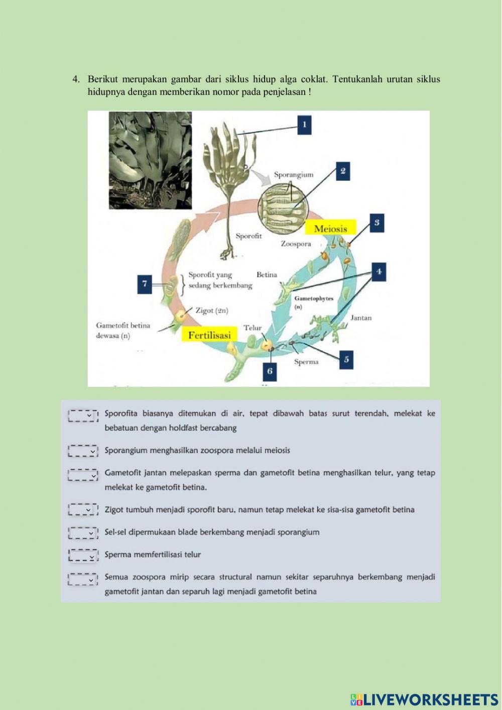 Protista mirip tumbuhan