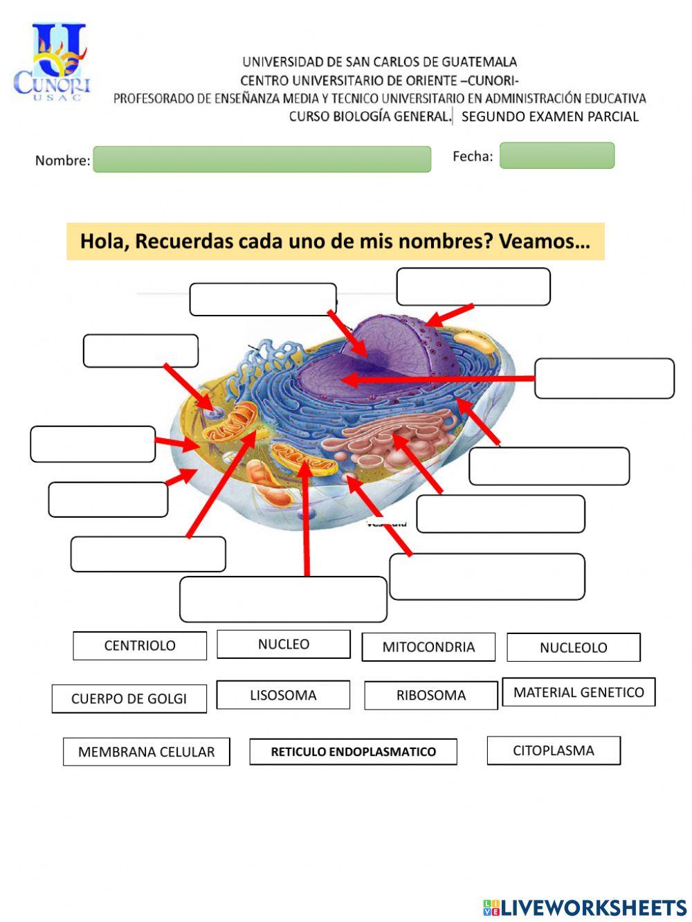 Parcial 2 biologia 2022