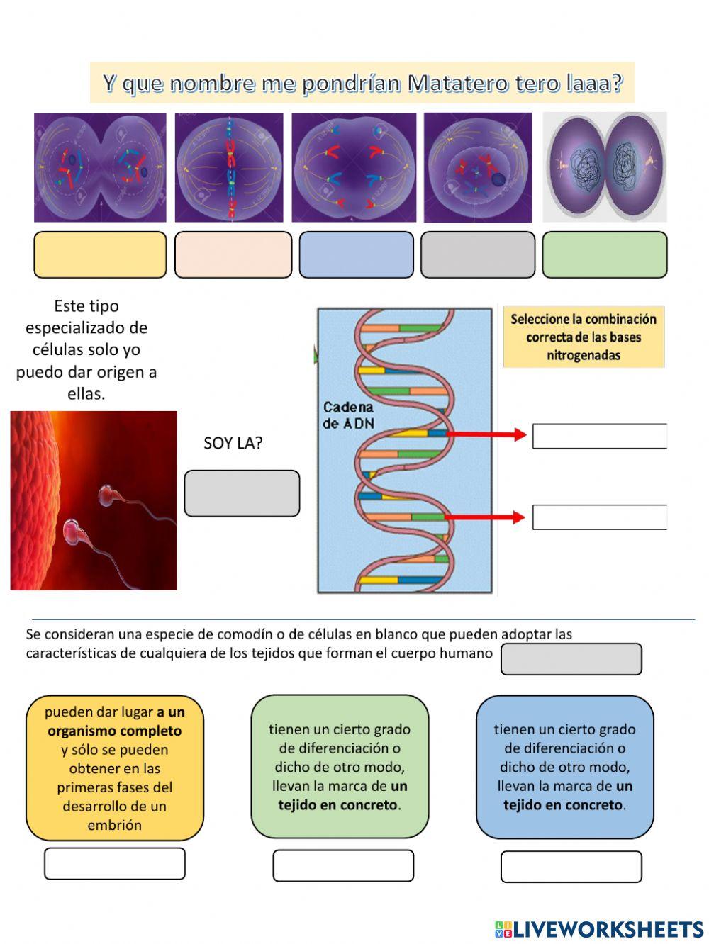Parcial 2 biologia 2022