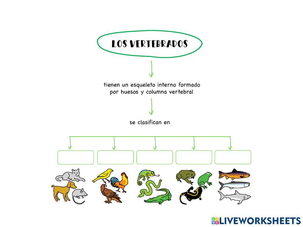 Vertebrados Esquema 4º