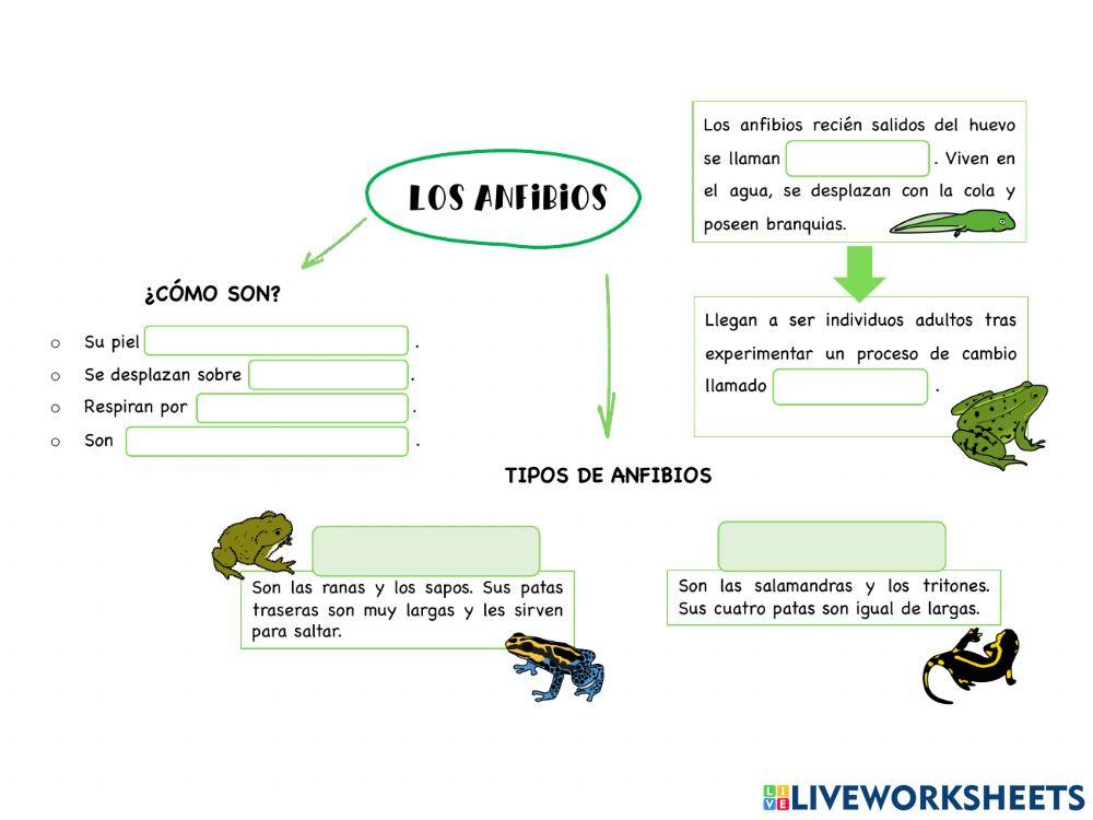 Vertebrados Esquema 4º