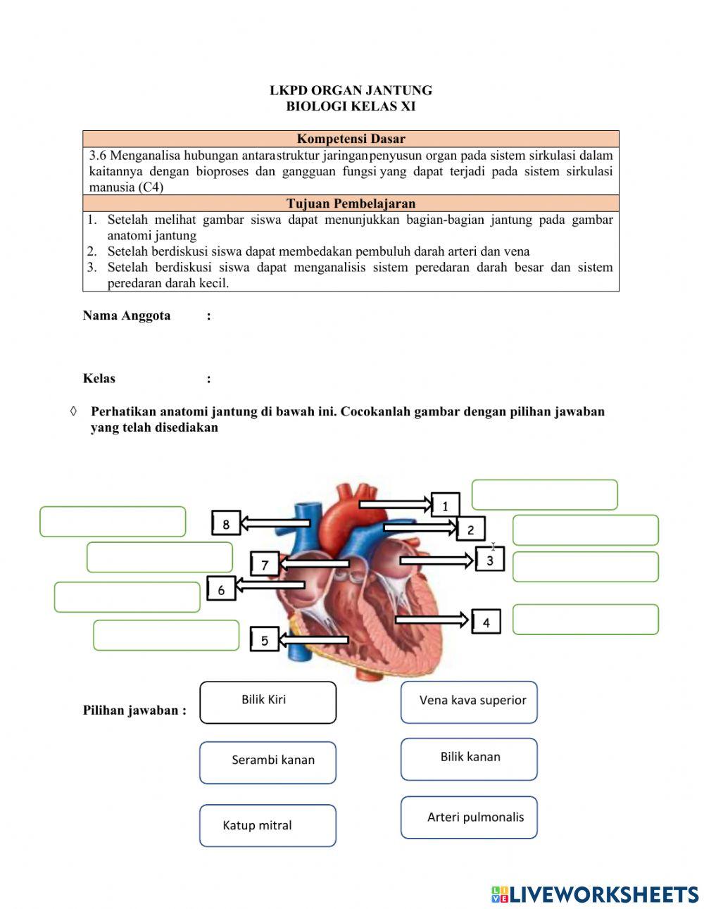 Sistem Peredaran darah