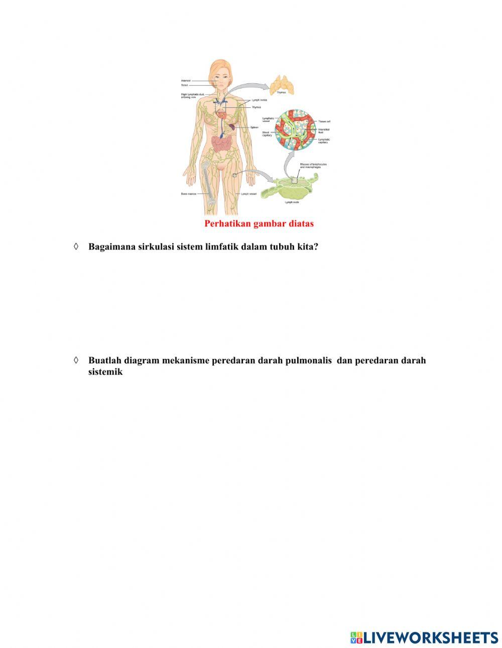 Sistem Peredaran darah