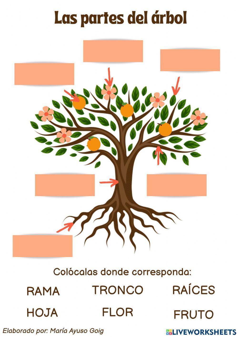 Las partes del árbol