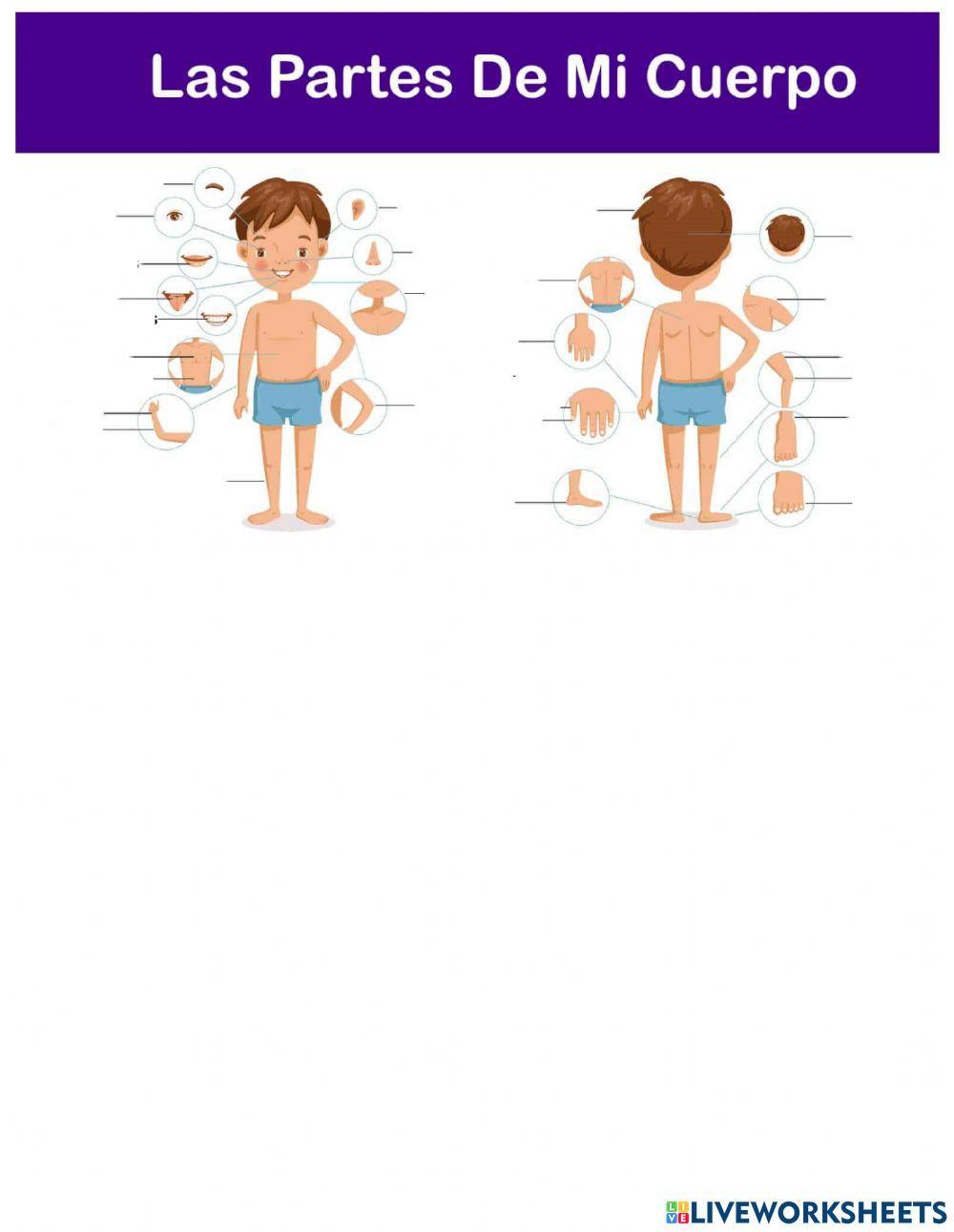 Las partes del cuerpo