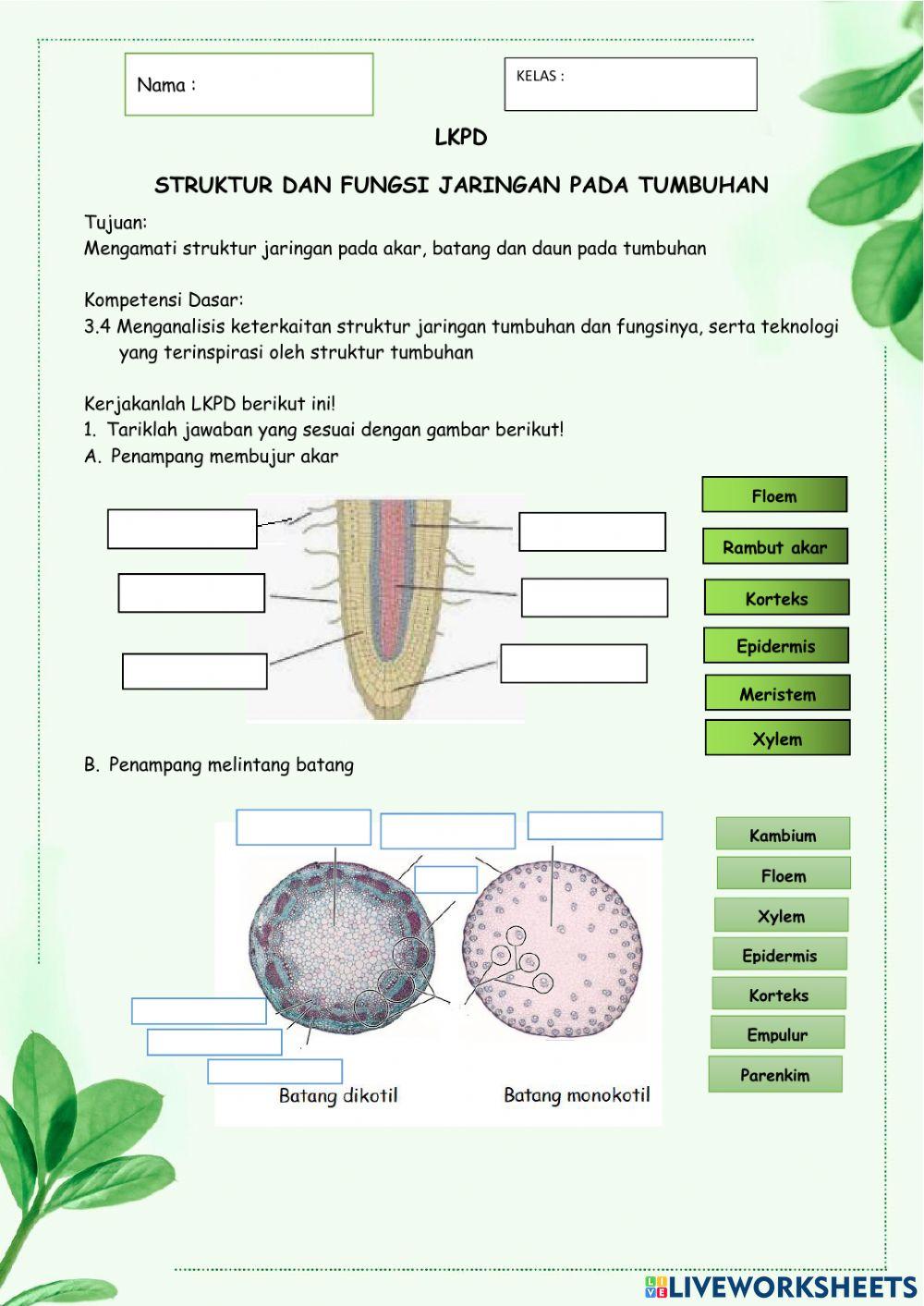 LKPD Struktur dan Fungsi Tumbuhan