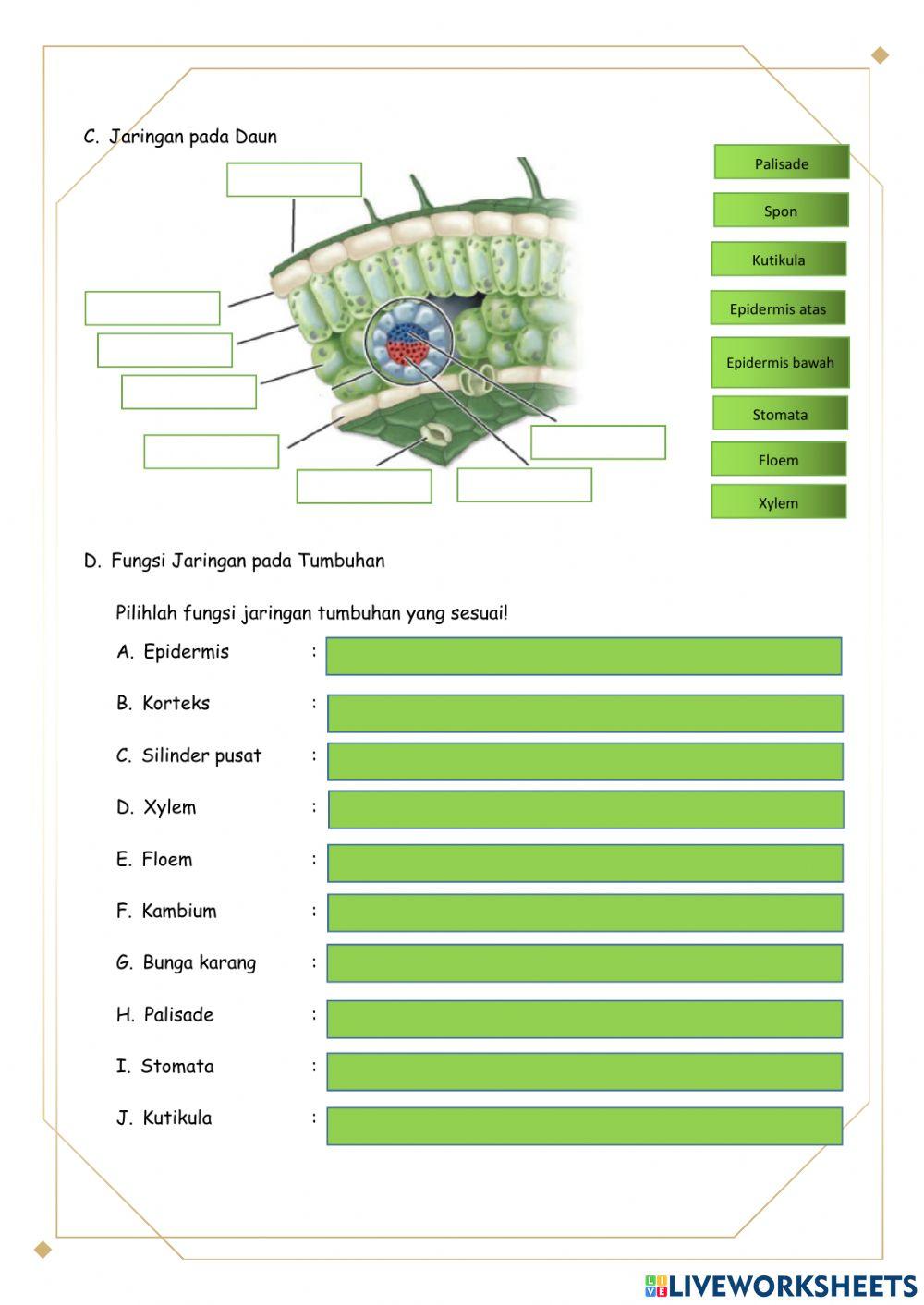 LKPD Struktur dan Fungsi Tumbuhan