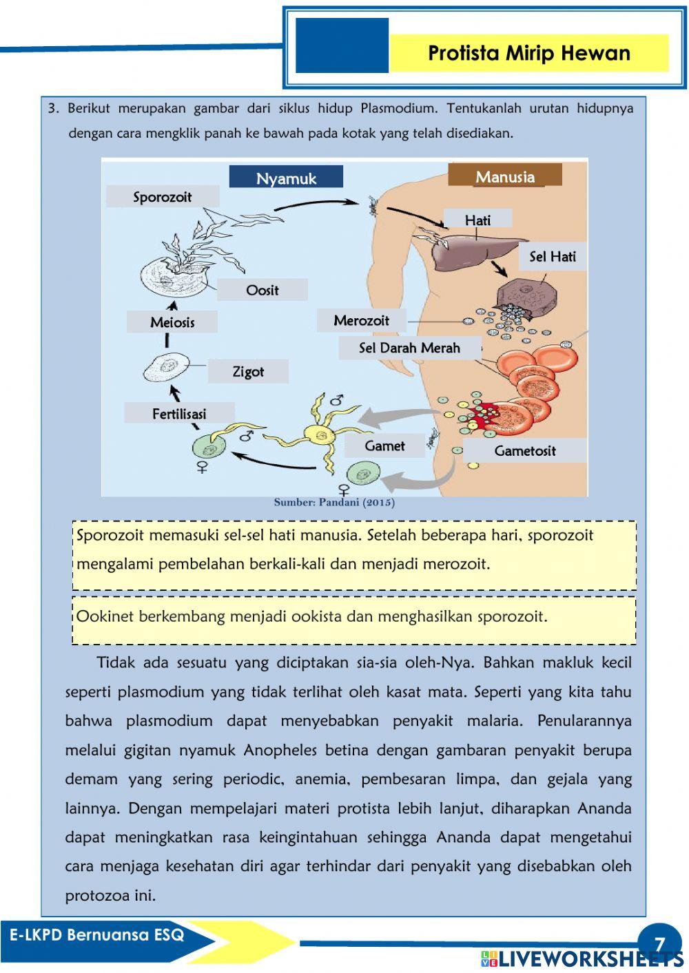 E-LKPD Bernuansa ESQ Pada Materi Protista (Protozoa)