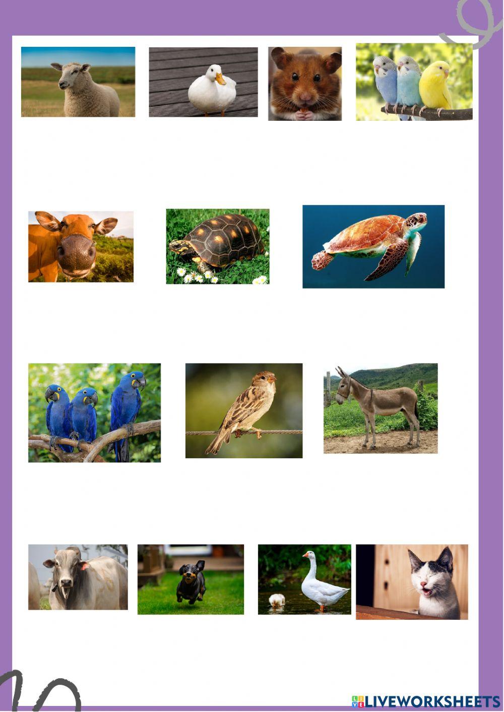 Caça palavras animais 3º ano