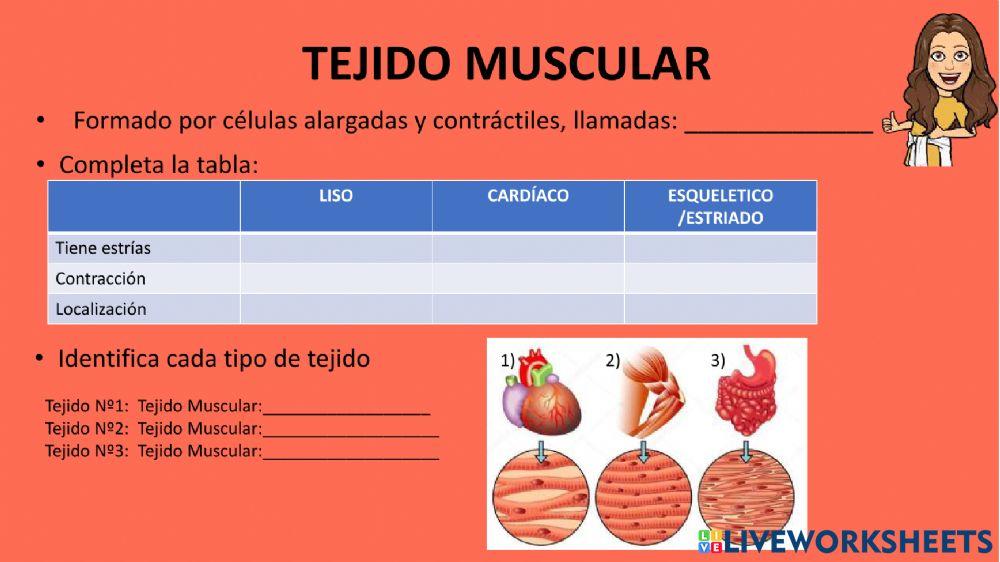Tejidos Musculares Tejidos Musculares