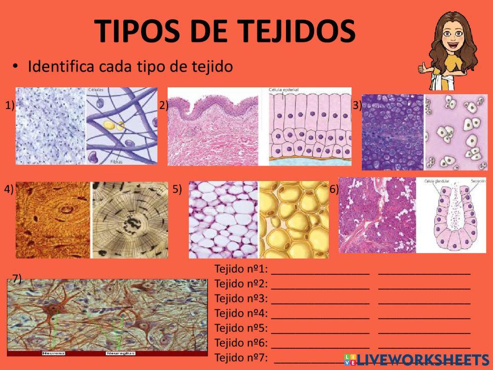 Tipos de Tejidos Tipos de Tejidos