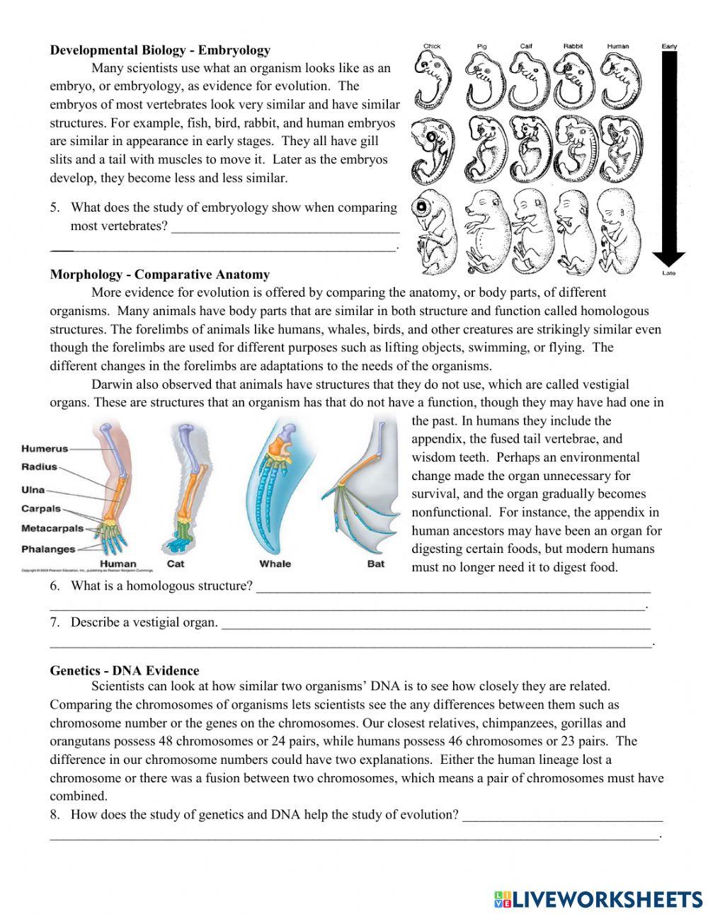 Evidence for Evolution Worksheet Assessment 5360694