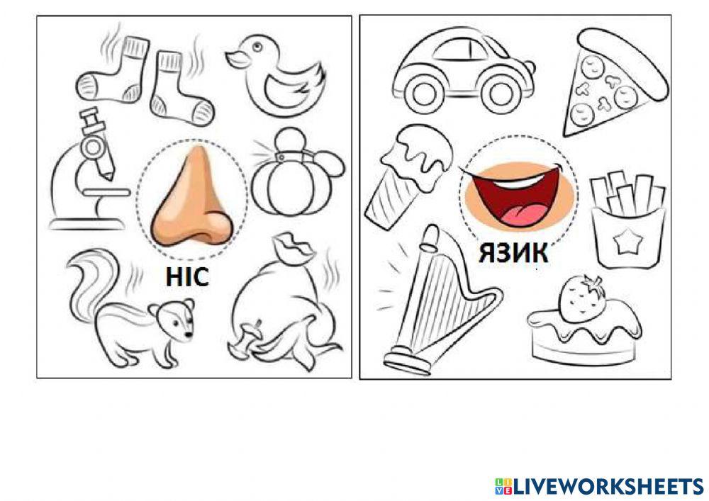 Органи чуття