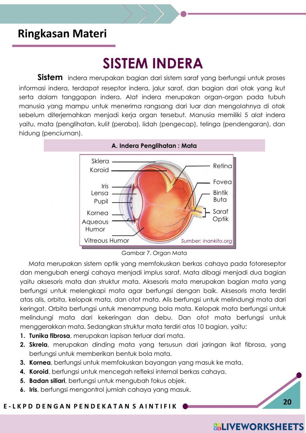 Sistem indera