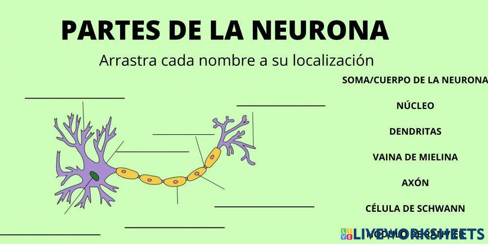 Partes de la Neurona Partes de la Neurona