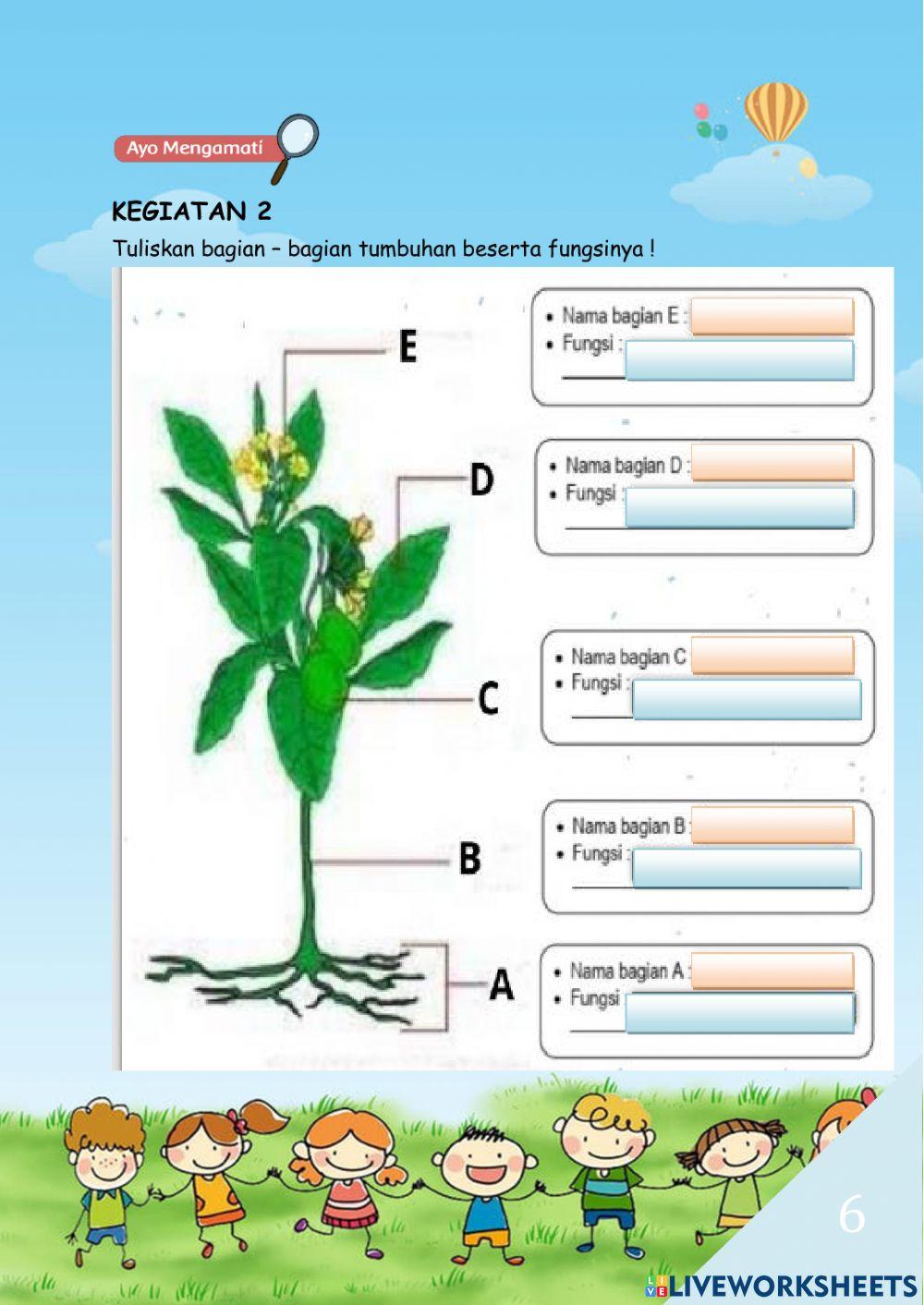 Bagian-Bagian Tumbuhan