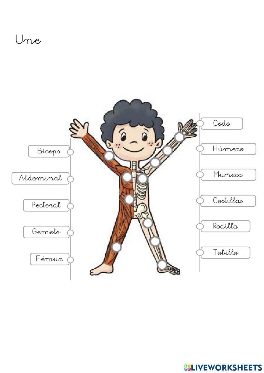 Musculos, huesos y articulaciones