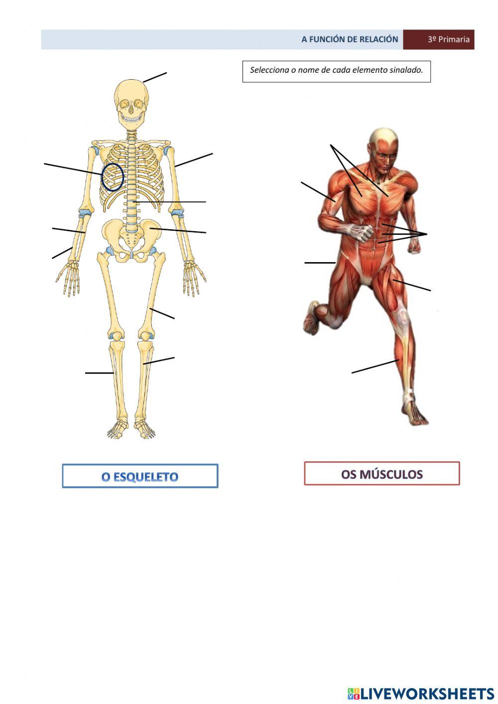 A función de relación