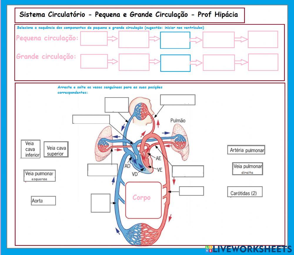 Sistema circulatório - pequena e grande circulação
