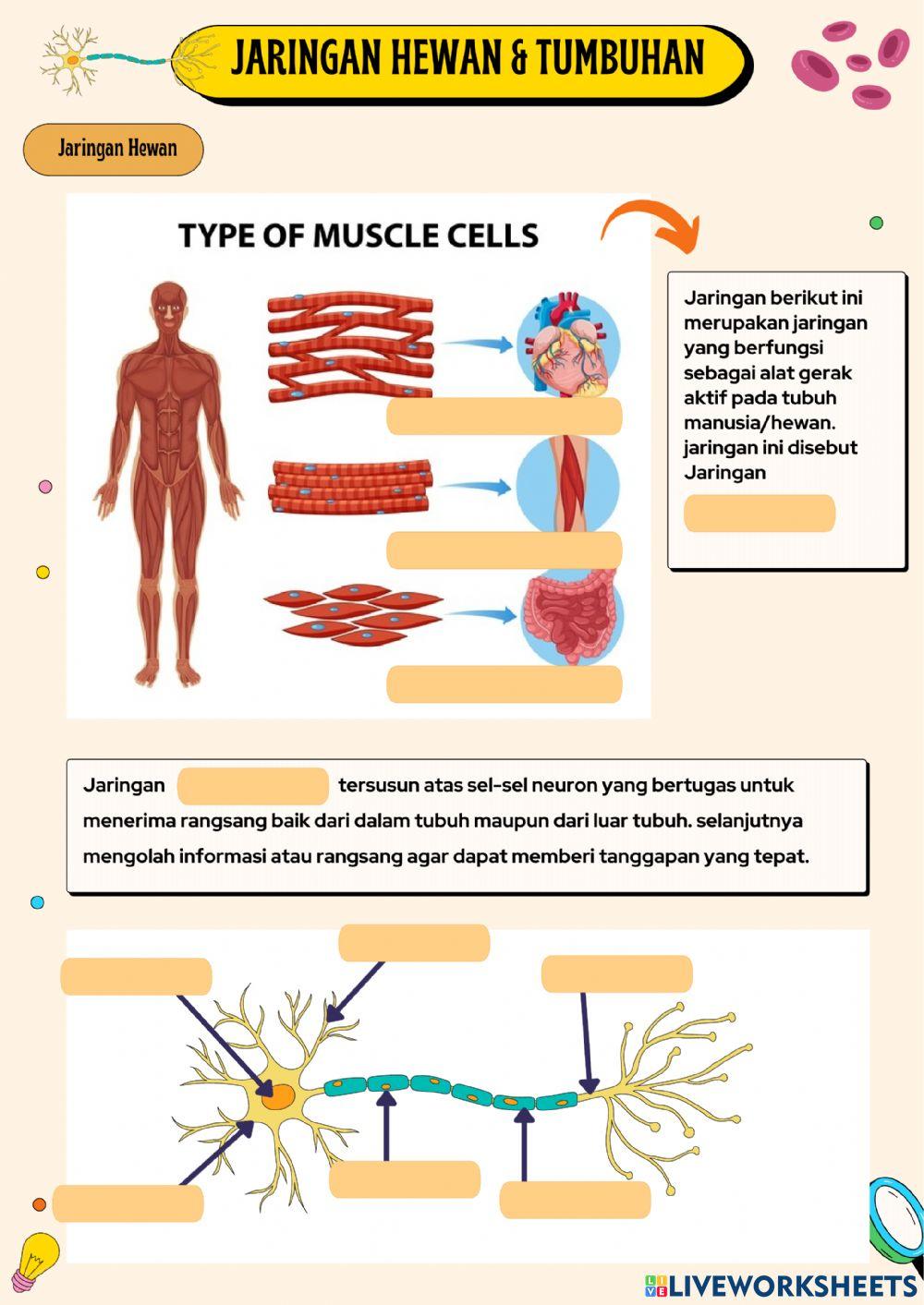 Jaringan hewan dan tumbuhan