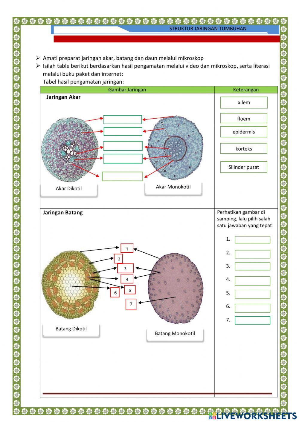 LKPD Struktur Jaringan Tumbuhan