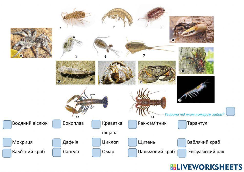Різноманітність Ракоподібних