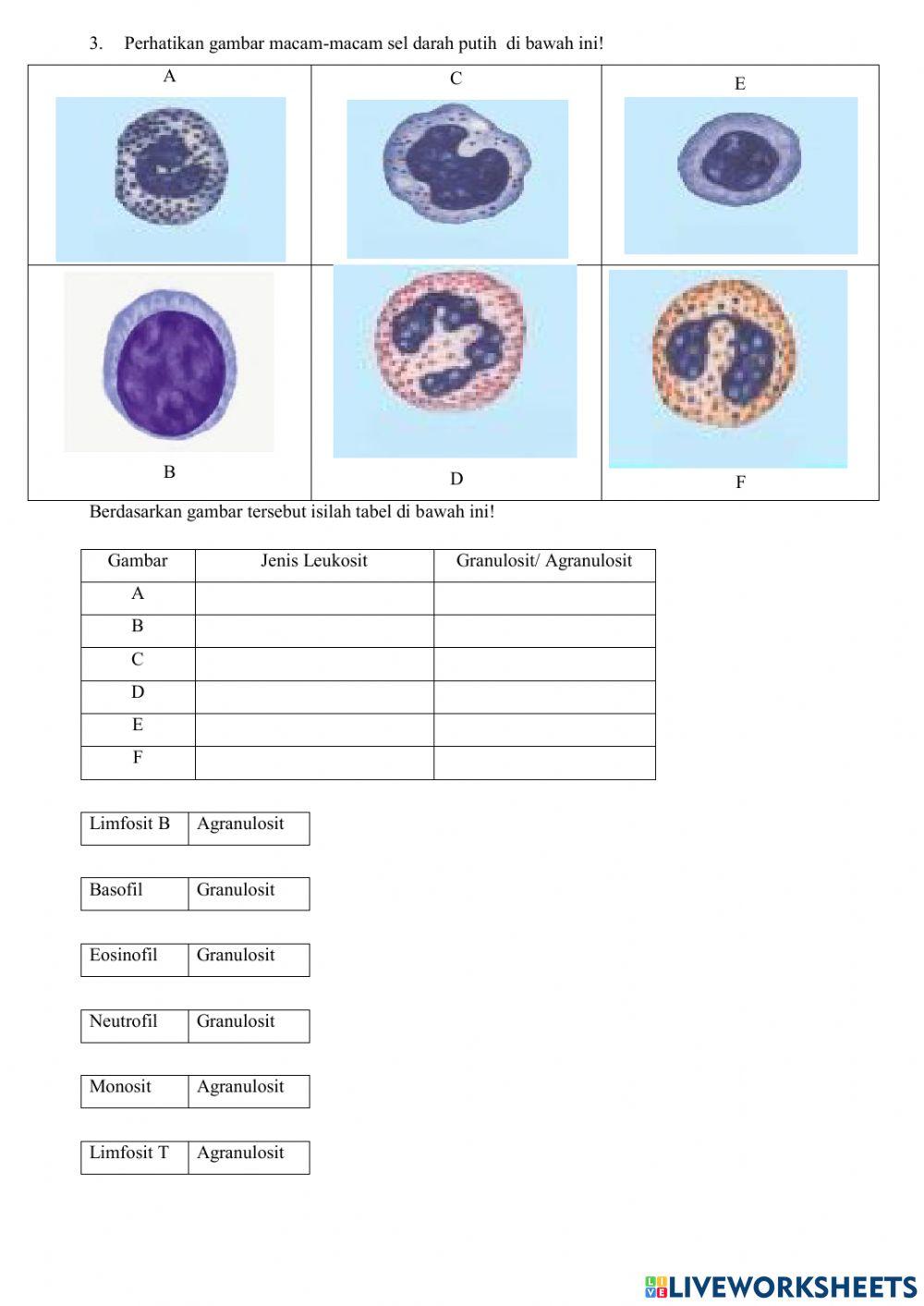 LKPD Sistem Peredaran Darah
