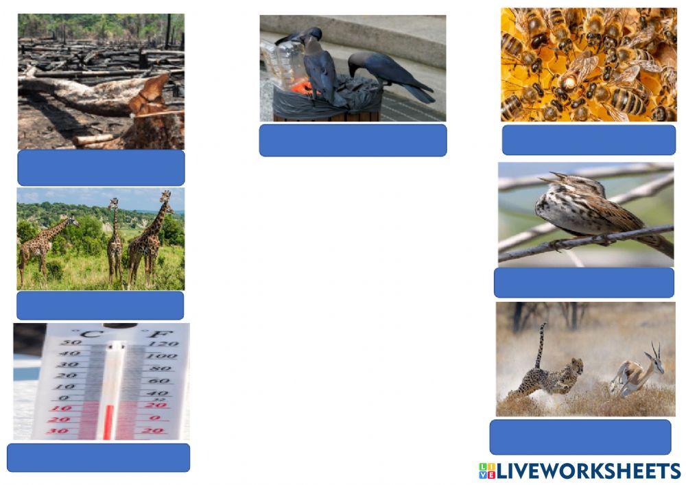 Animal and Group Behavior