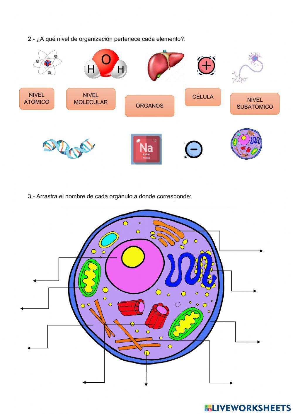 Organización de la materia viva