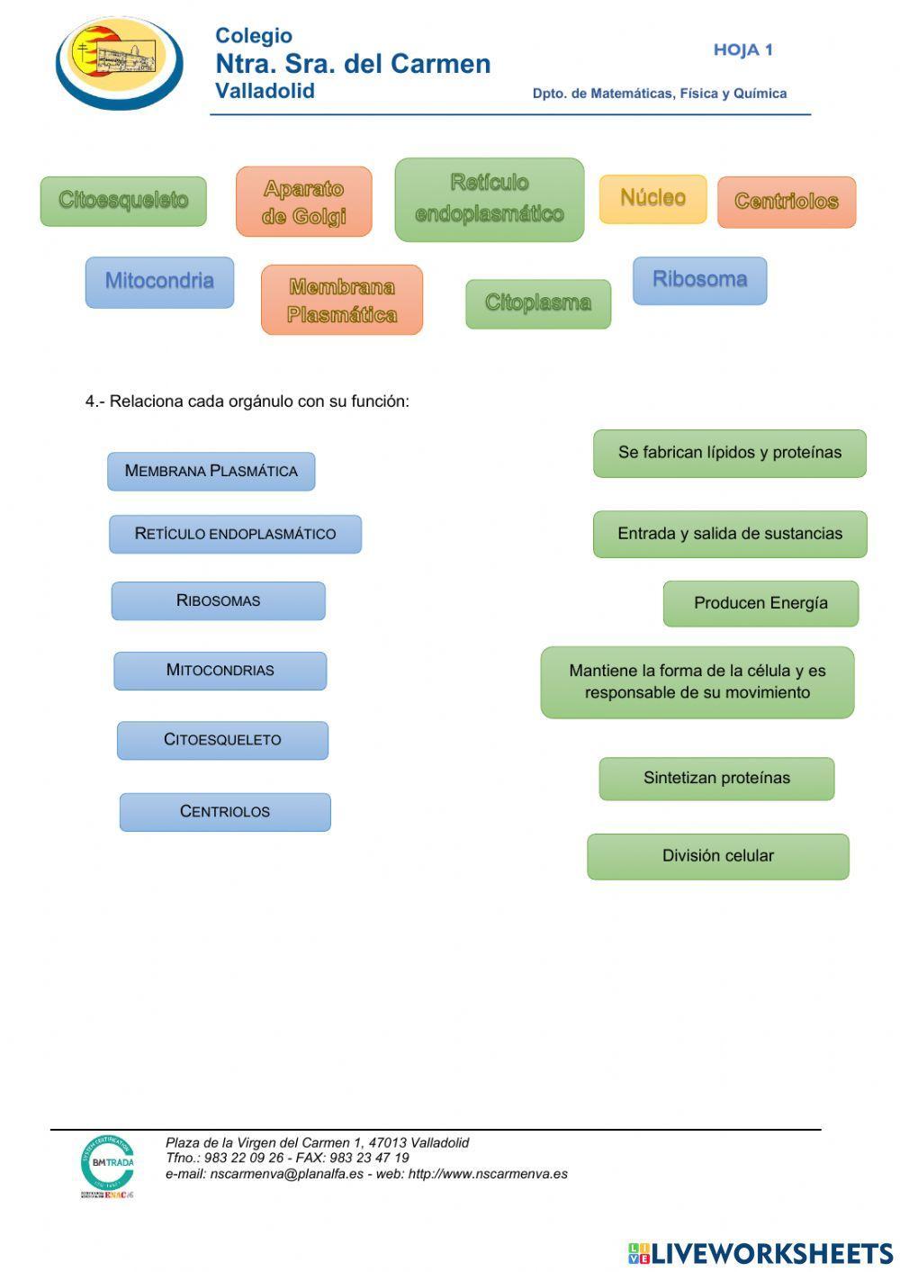 Organización de la materia viva