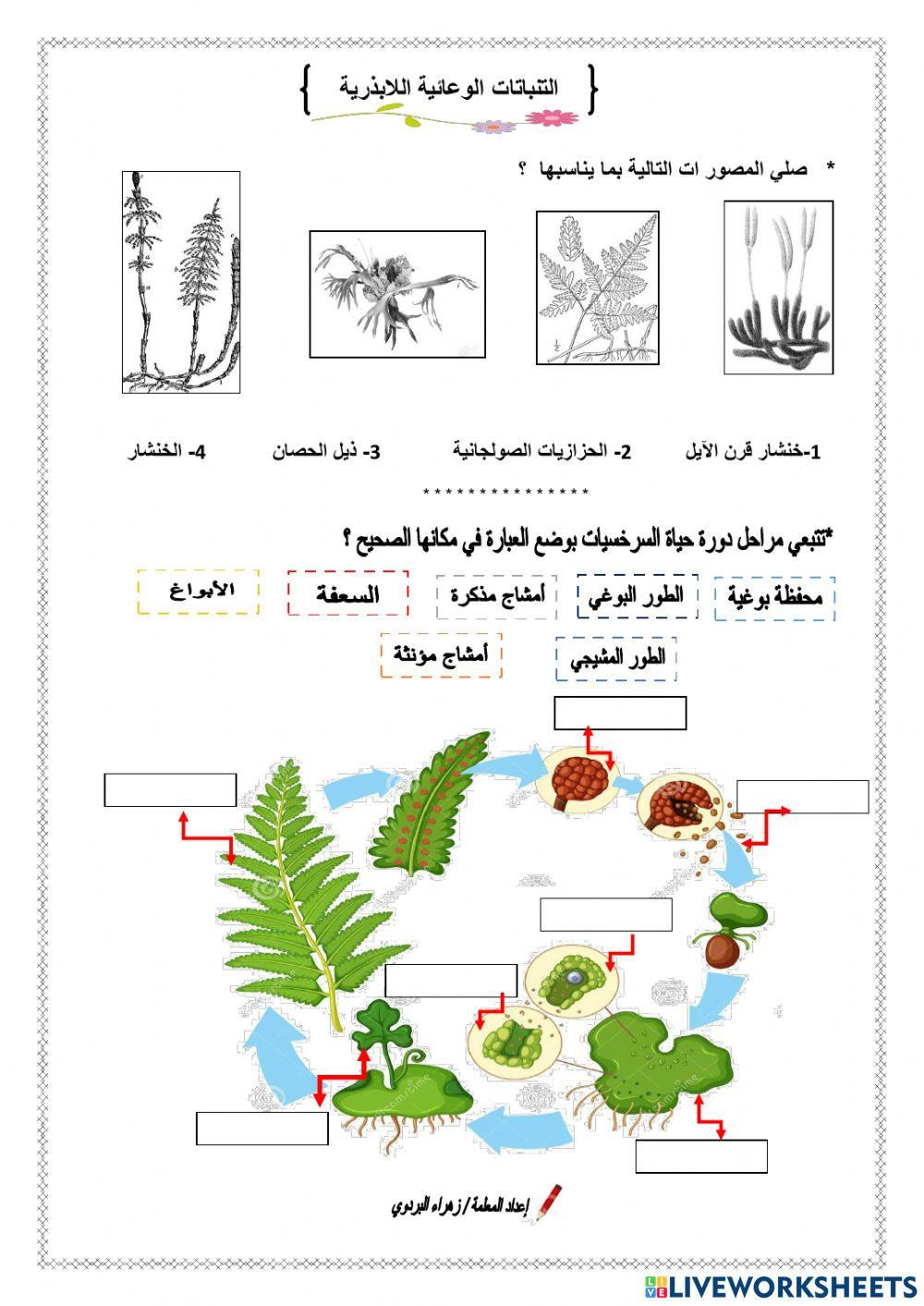 النباتات الوعائية اللابذرية