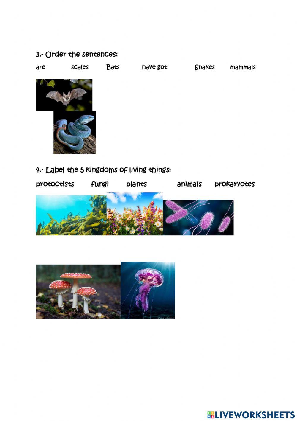 types-of-animals-free-interactive-worksheets-2177393