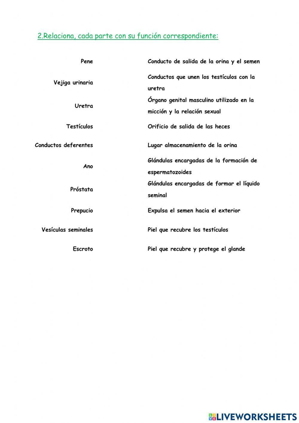 Aparato reproductor masculino