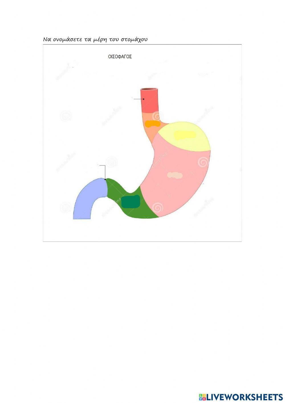 Τα μέρη του στομάχου