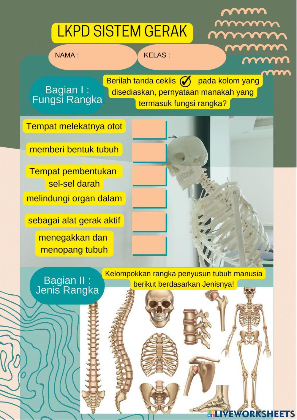 Sistem Gerak - Rangka