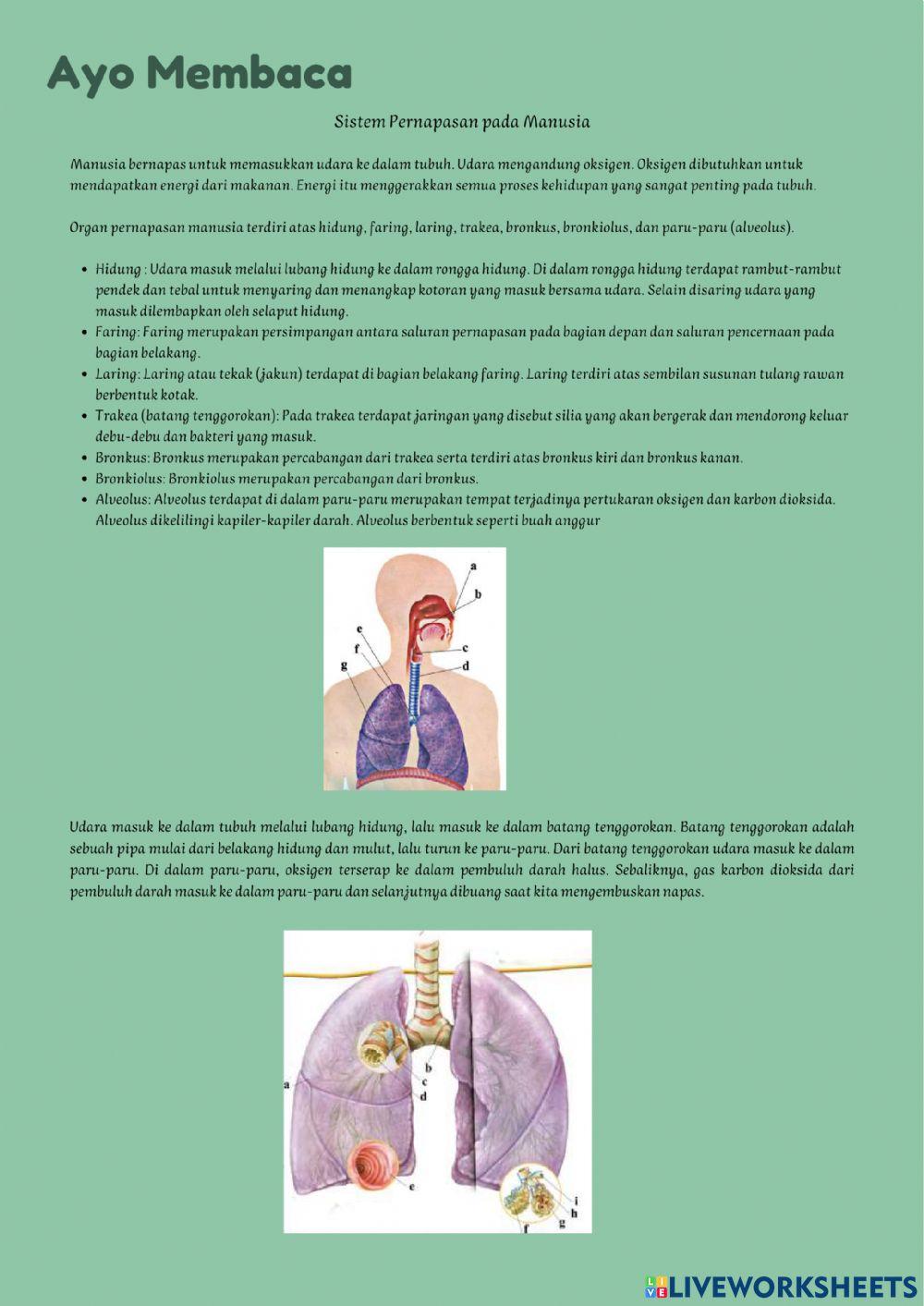 LKPD Sistem Pernapasan Pada Manusia