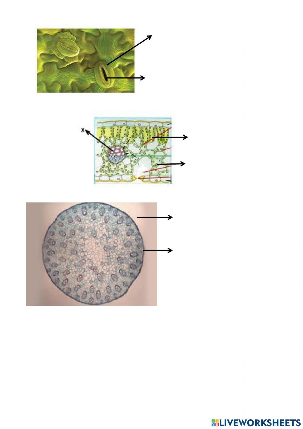 Ph struktur tumbuhan