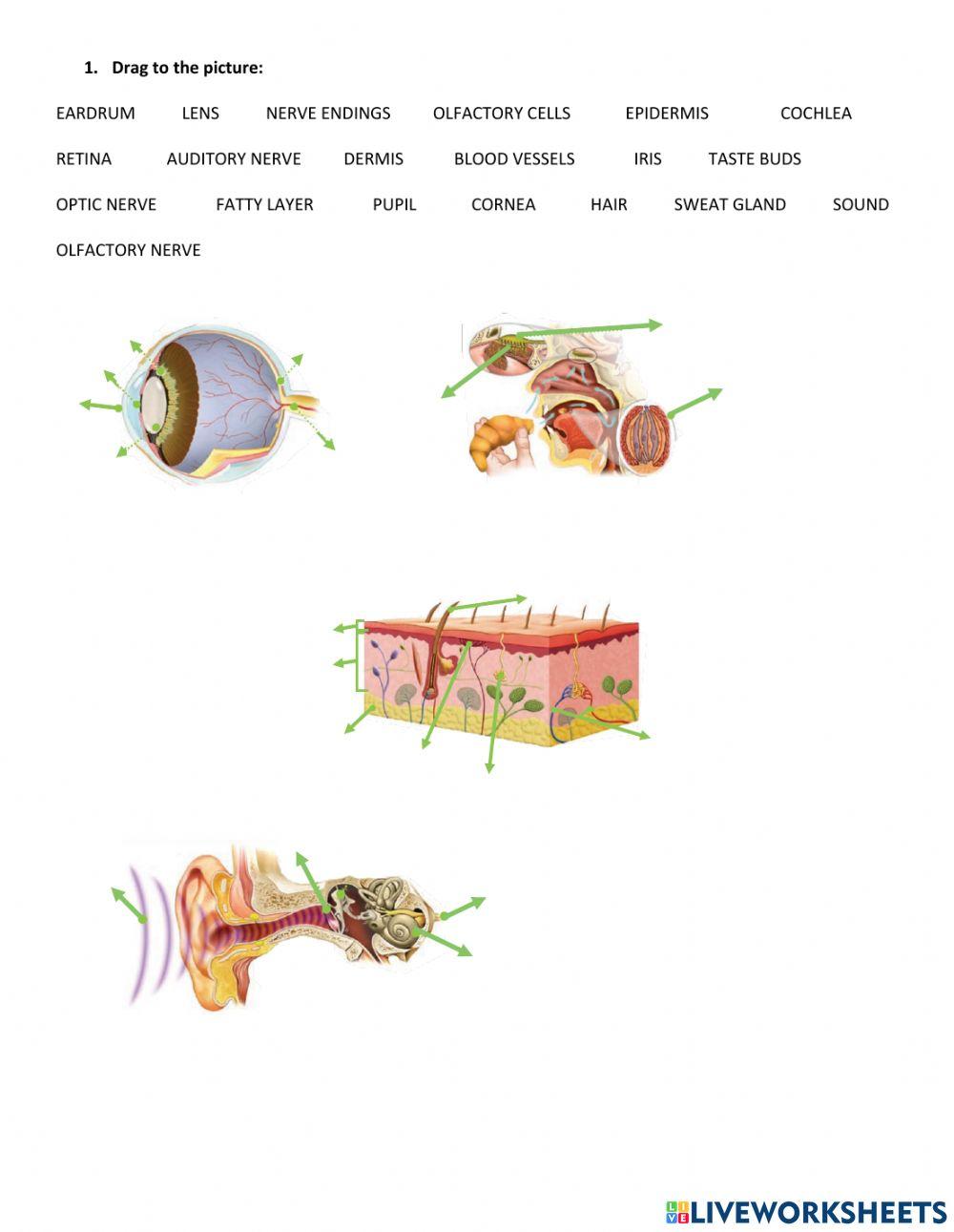 Nervous system and senses interactive worksheet Live Worksheets