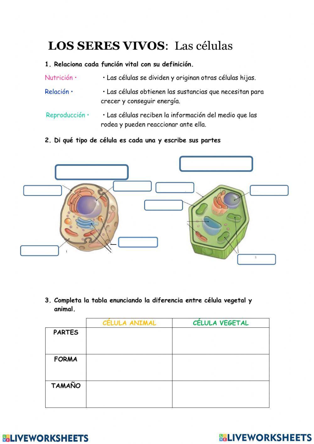 Las células y sus partes