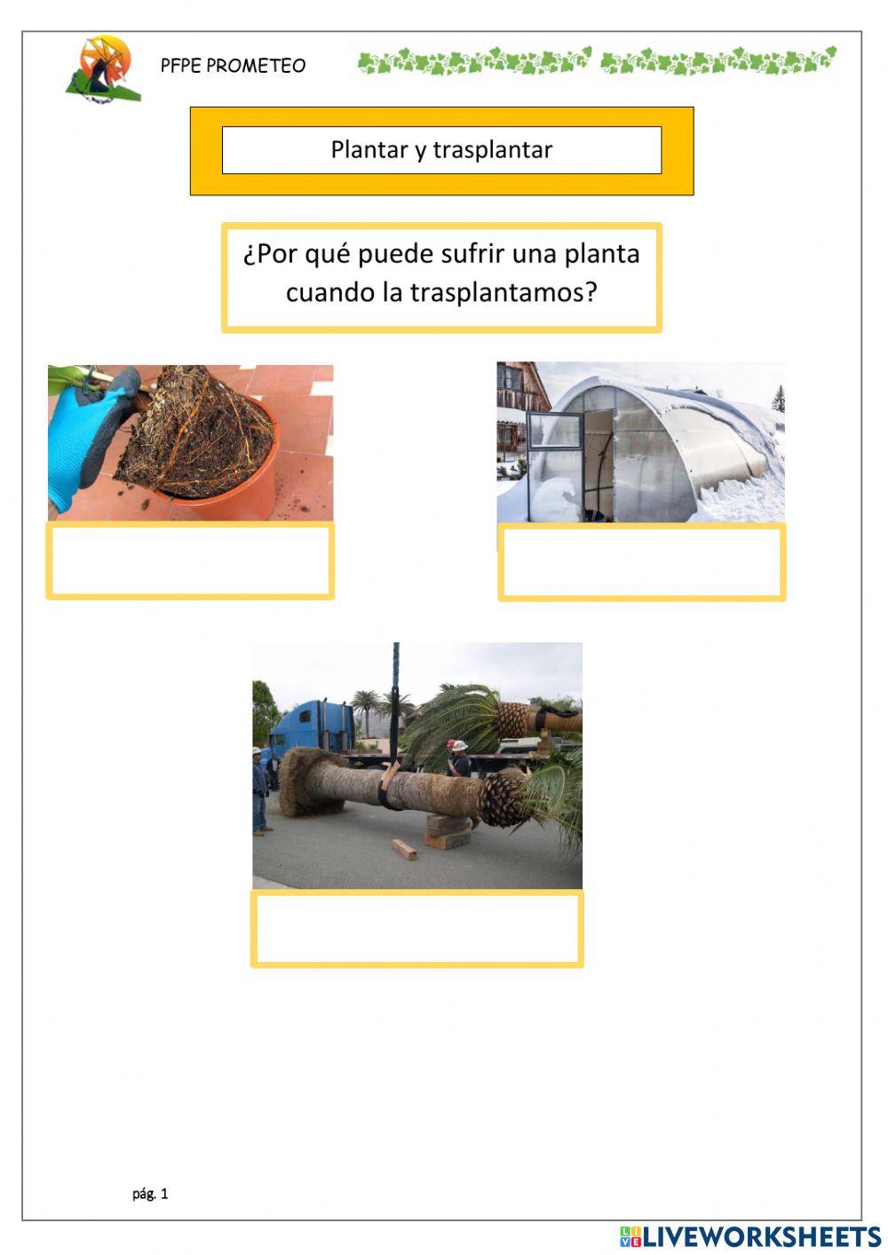 Plantar y trasplantar