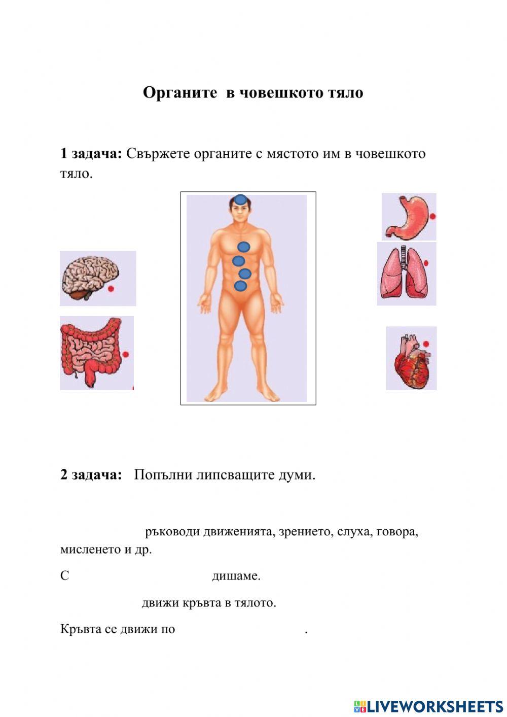 Органи в човешкото тяло