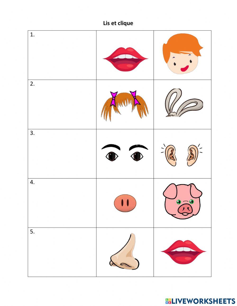 Les parties du visage1