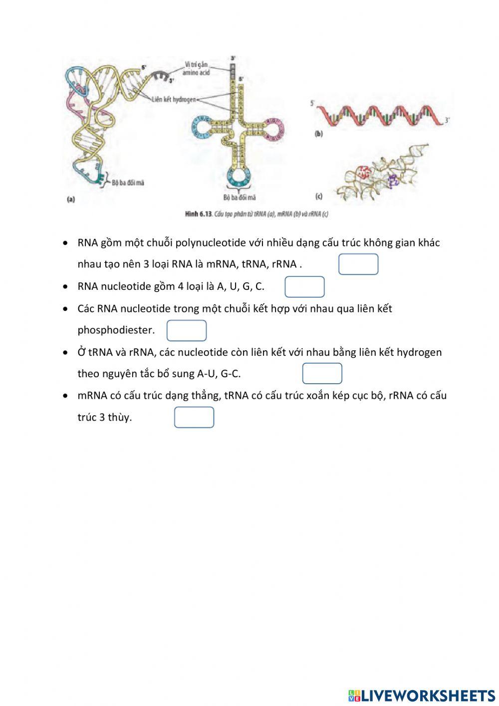 Nucleic acid