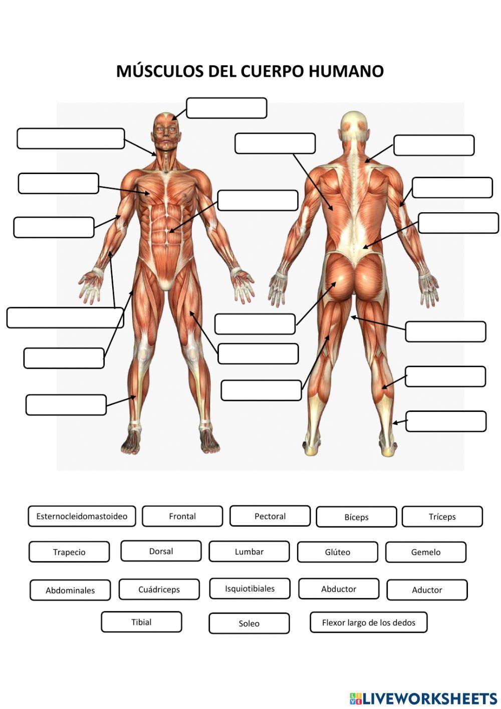 Músculos del cuerpo