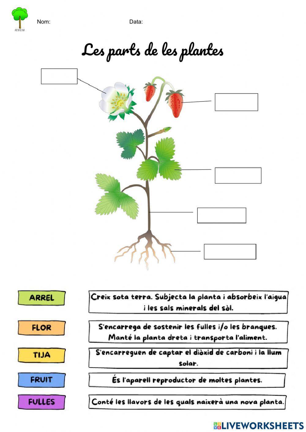 Parts de les plantes