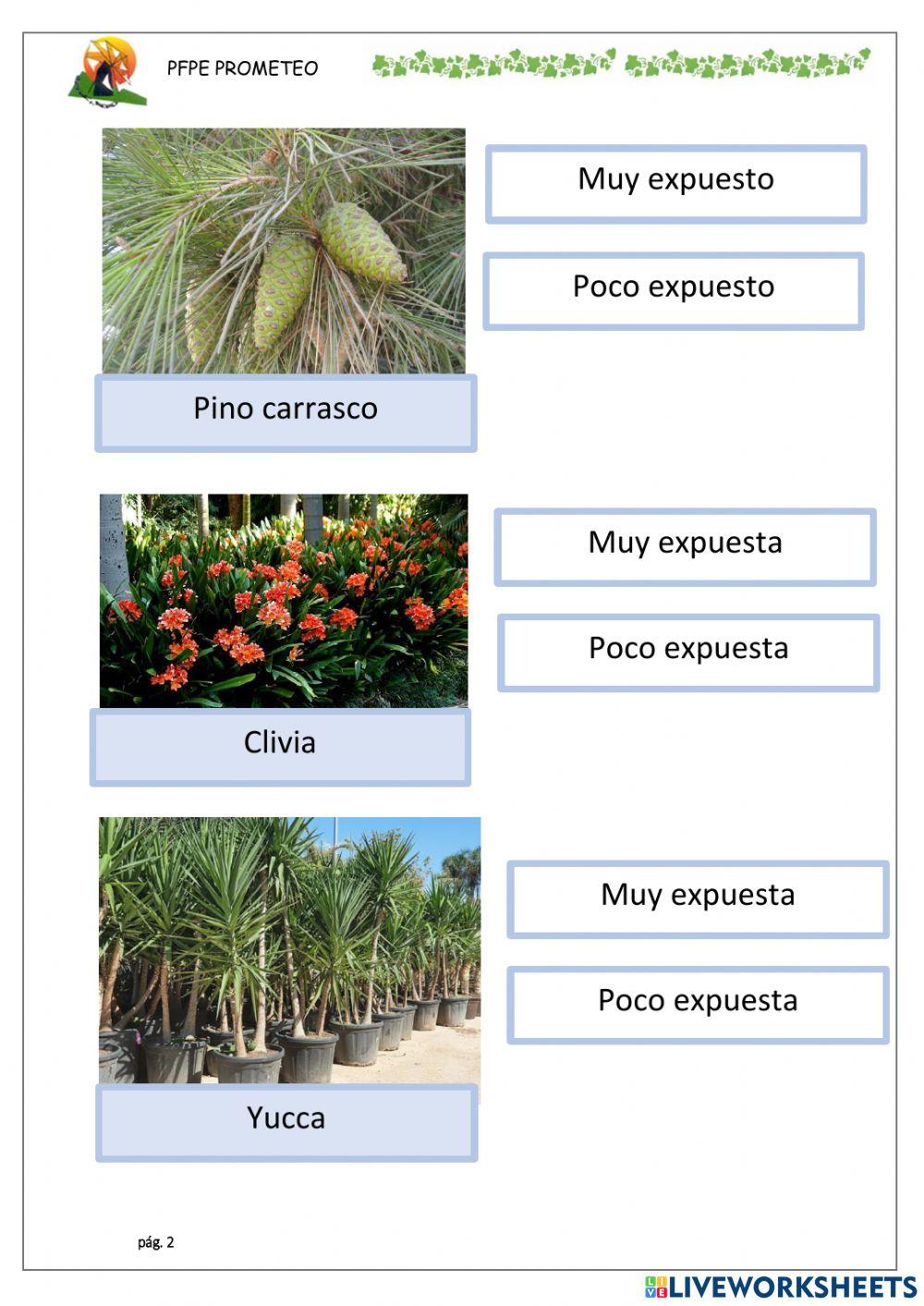 Exposición plantas