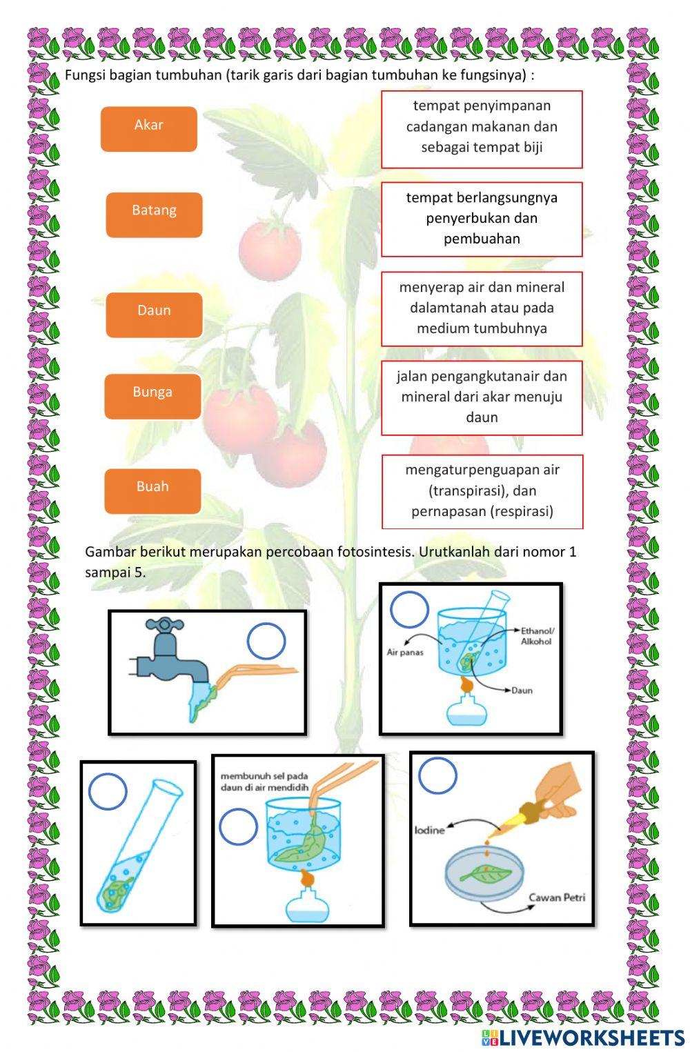 Struktur dan Fungsi Tumbuhan 2