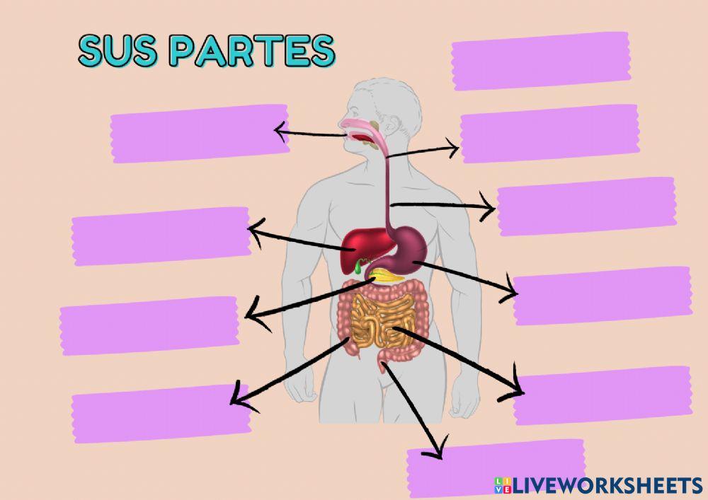 El aparato digestivo