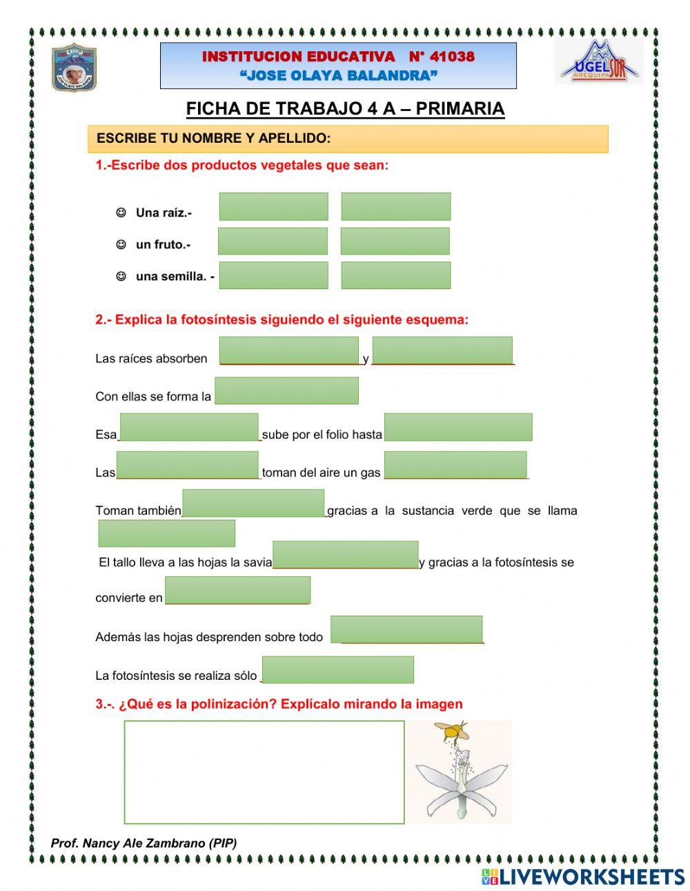 La planta y sus partes